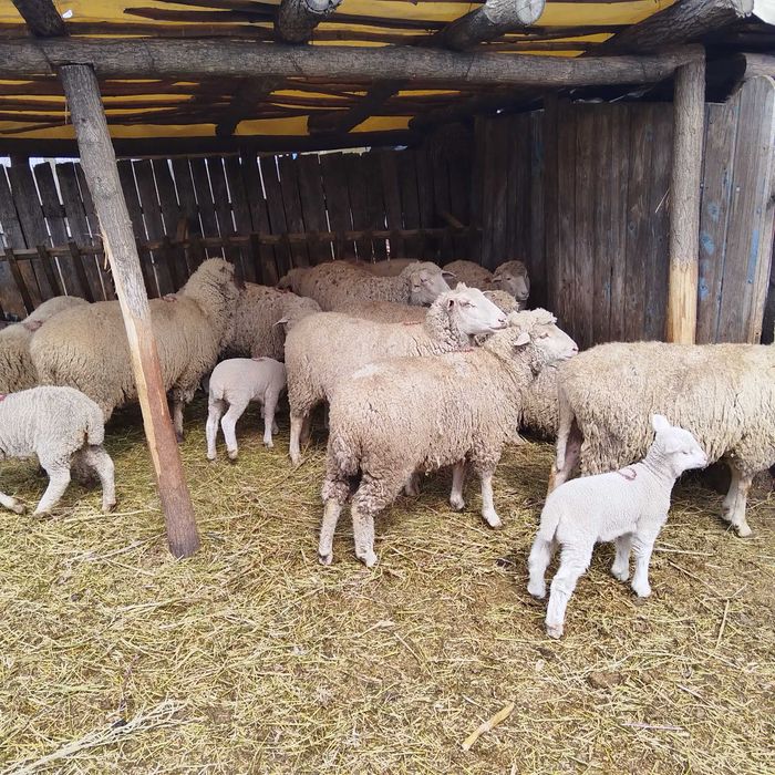 Oi de vânzare tinere