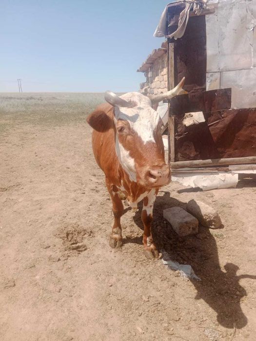 Продам Корову.без теленка.