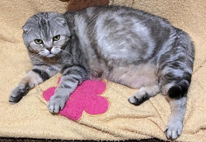 Шотландская кошечка вислоухая