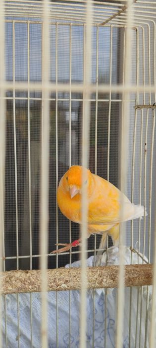 Конарейка самец,.