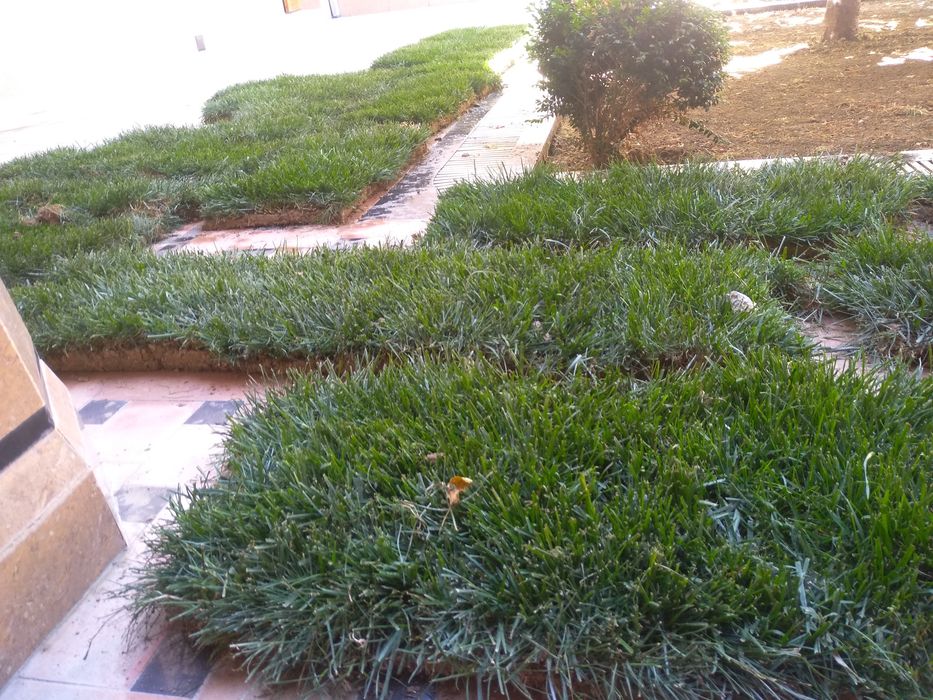 Gazon ekamiz, tayyor rulonli gazonimiz ham bor