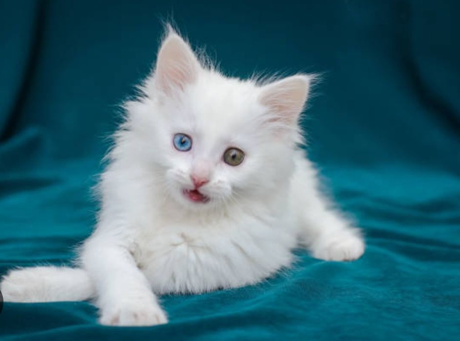 Кошка котенок ангола