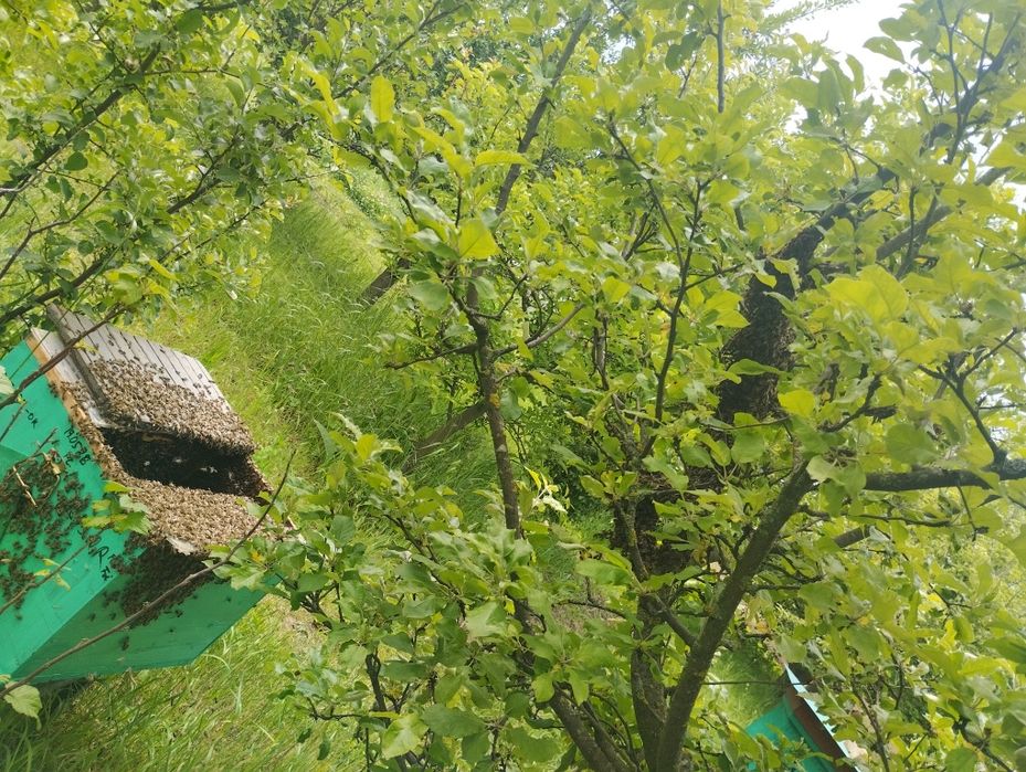 Vând roi și famili de albine