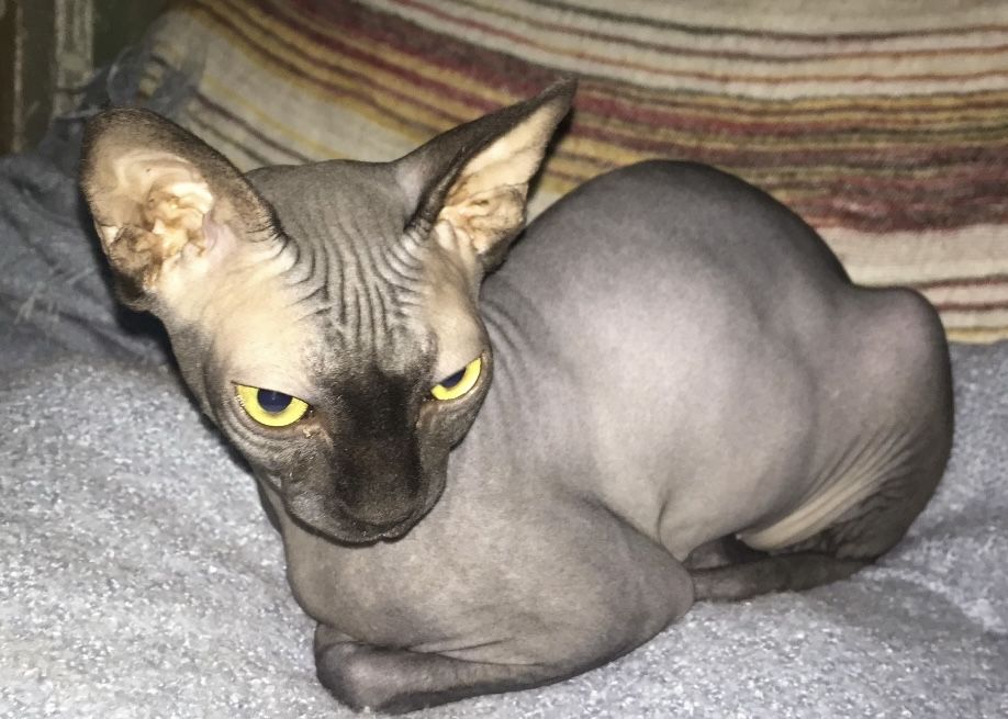 Pisici sphynx fara par