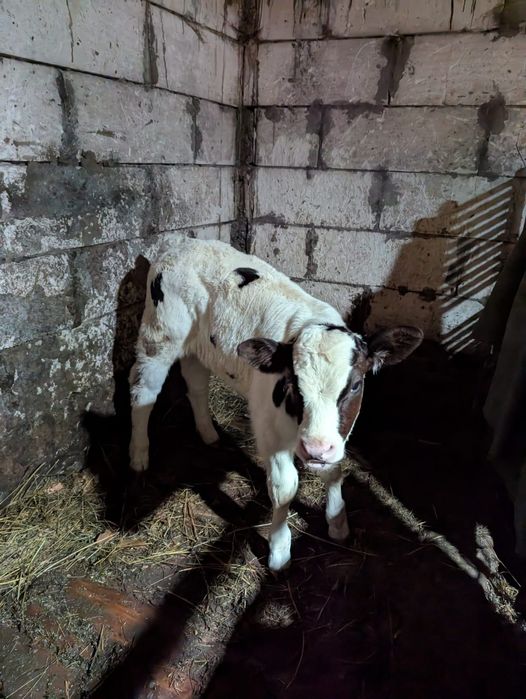 Vând vițea albastru belgian