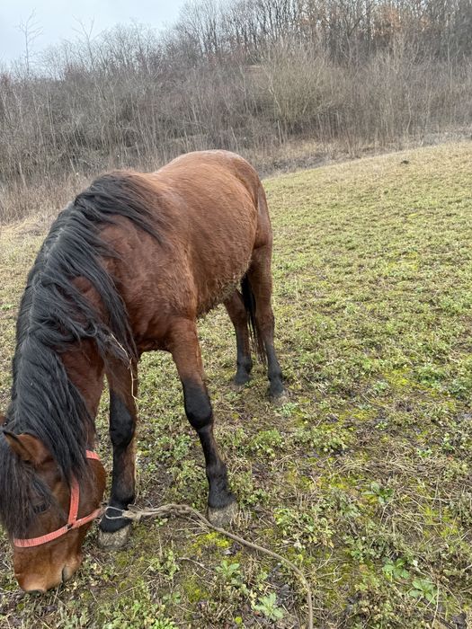 Vând armăsar de 3 ani
