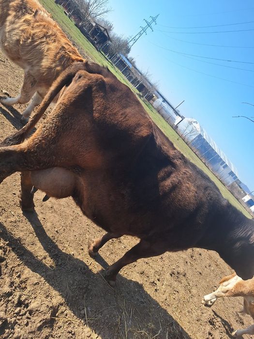 Vaci de lapte de vanzare