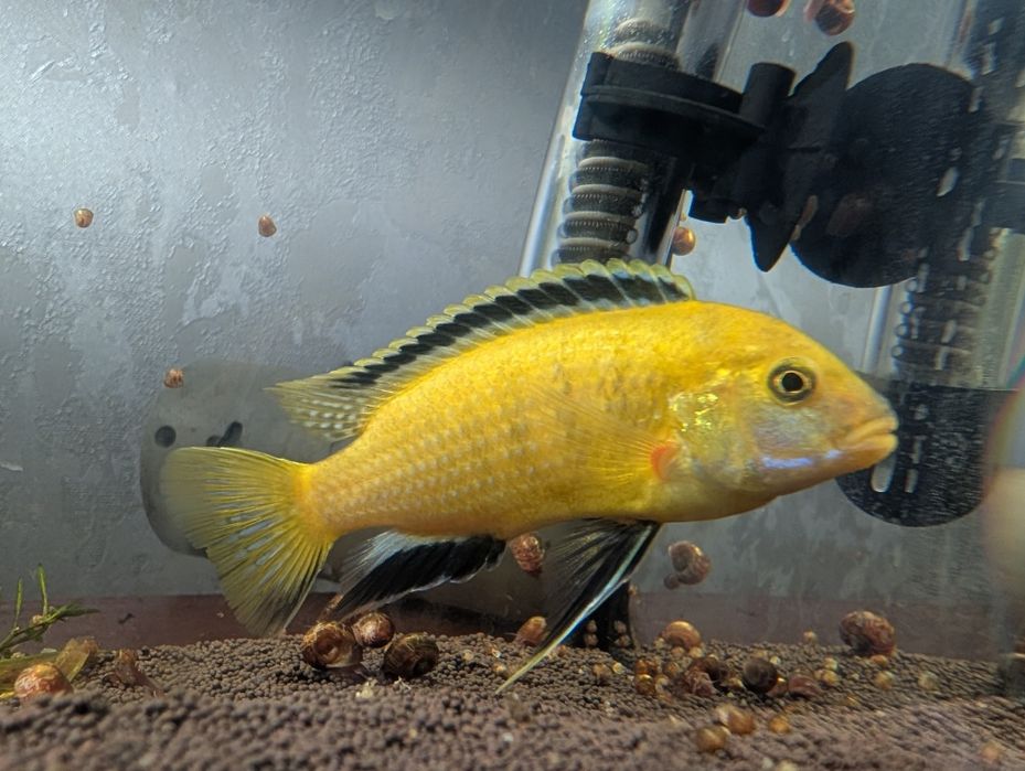 Продам аквариумную рыбку