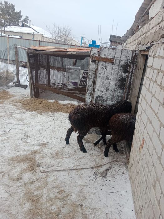 Продаются овцы и козы