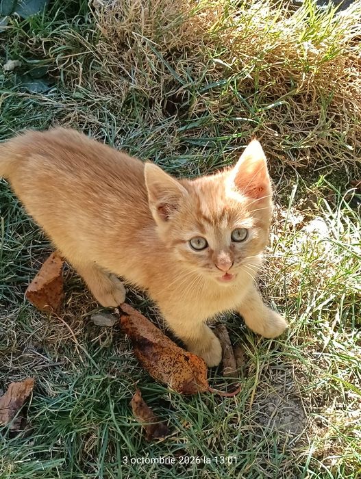 Donez pui pisica ,au 8 saptamani