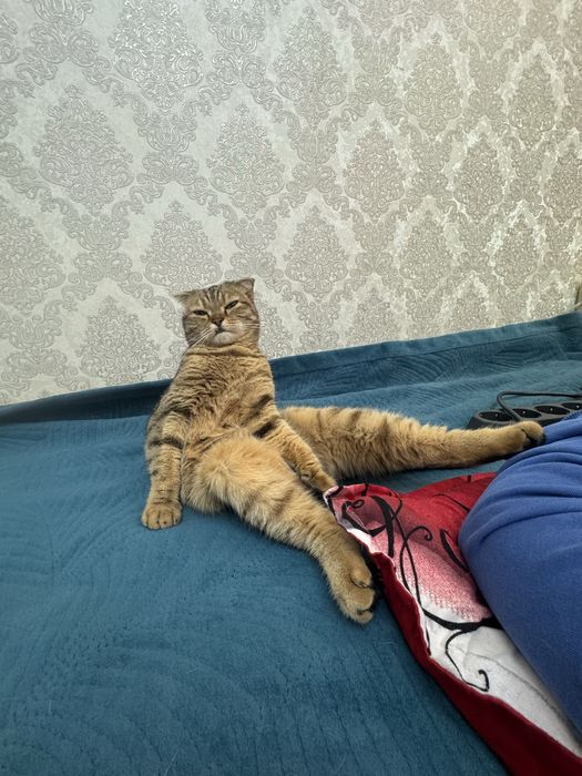 кошка выслоухая девочка