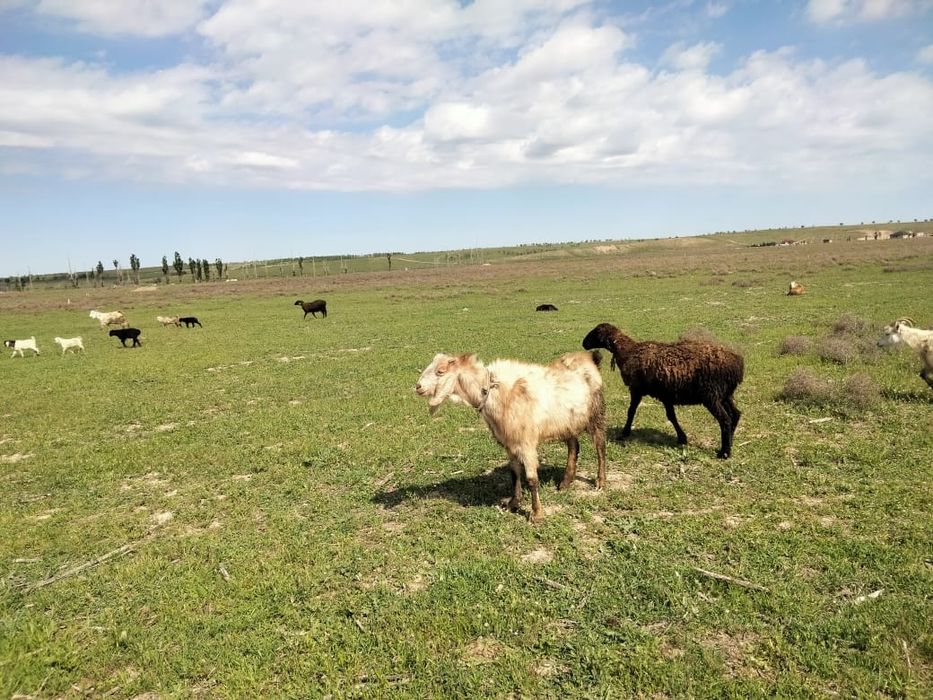 Теке сатылады Салпан құлақ Ірі денелі
