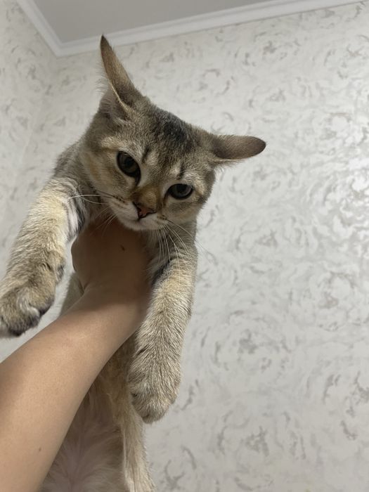 Котёнок микс британец и абисински