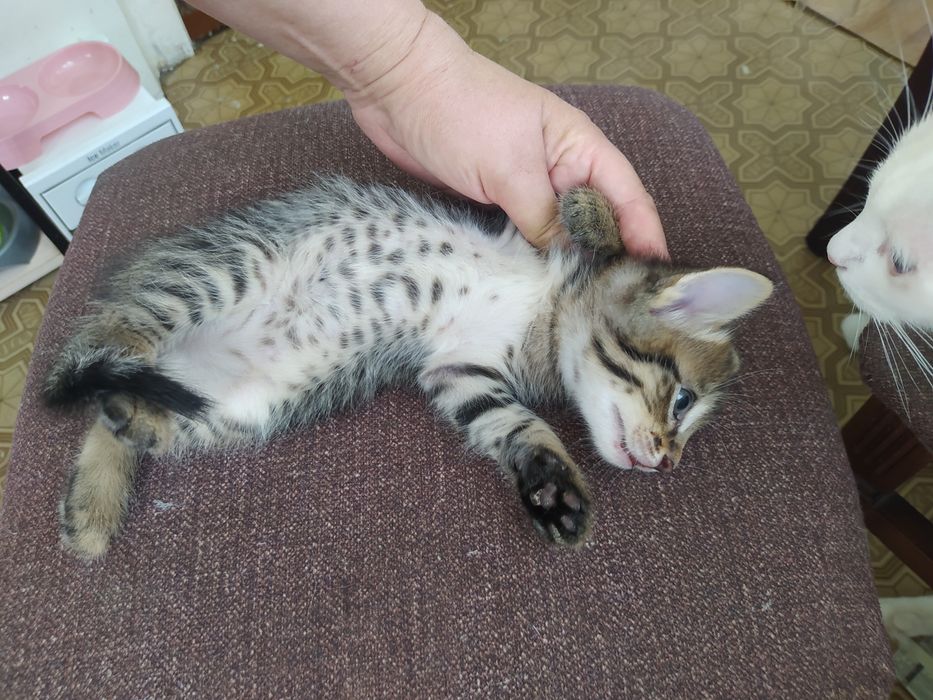 Отдам в добрые руки.