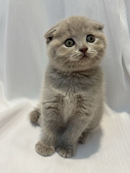 Scottish Fold zotli mushukchalar