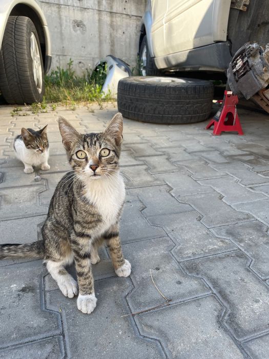 Котенца на около 4 месеца