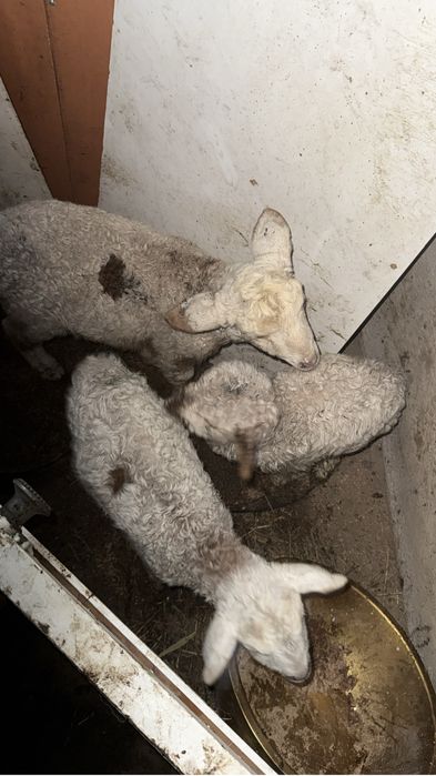 Қой қошқар тоқты қозылар бар