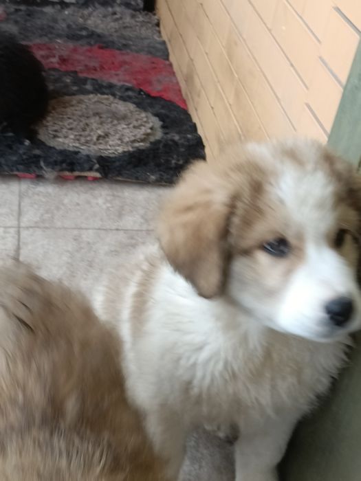 Щенки Төбета волкодавы