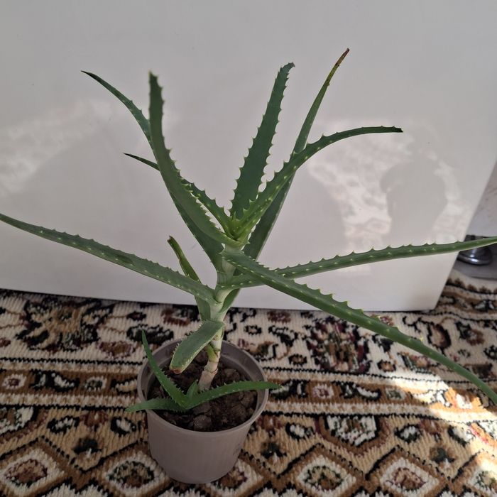 Продам цветы разные