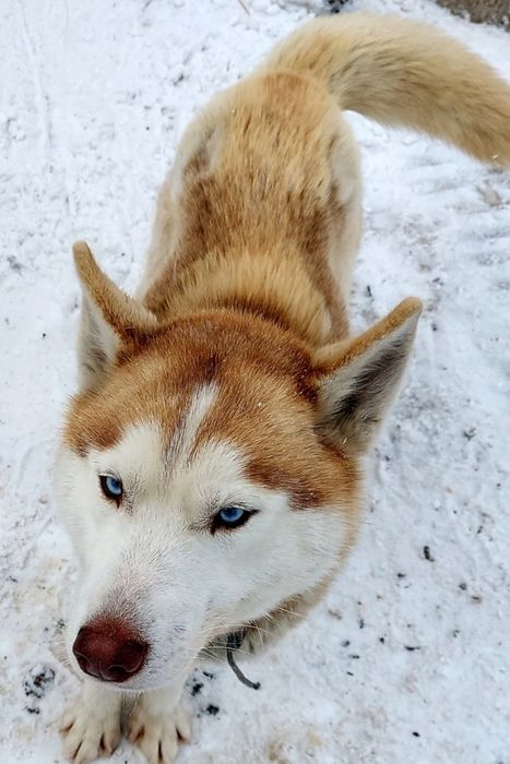Хаски девочка с документами.