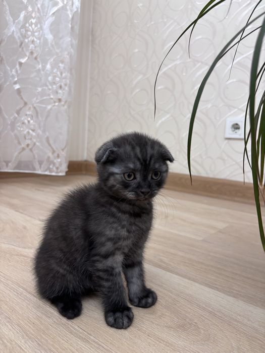 Продам породистых котят