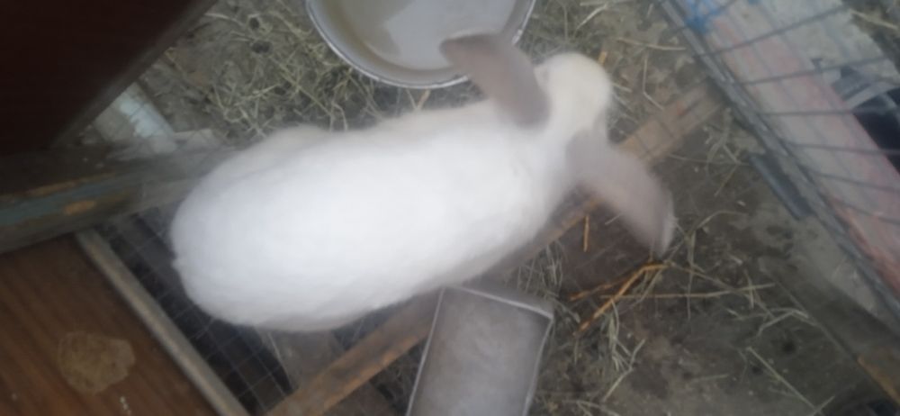 Продаётся кролик полувеликан