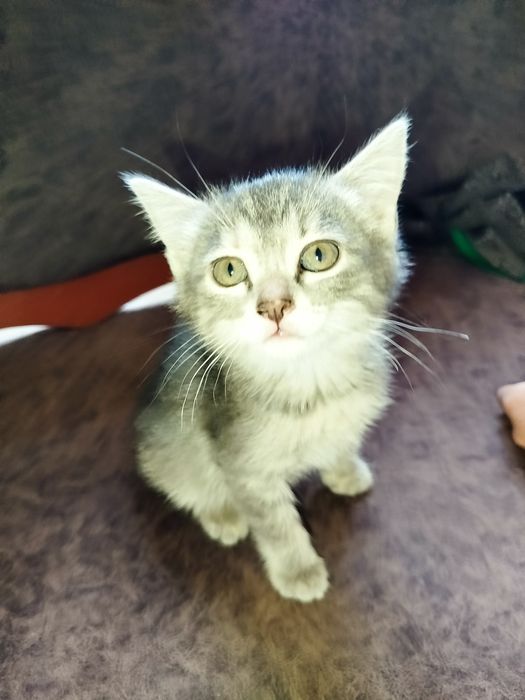 Мушуклар СРОЧНО сотилади.