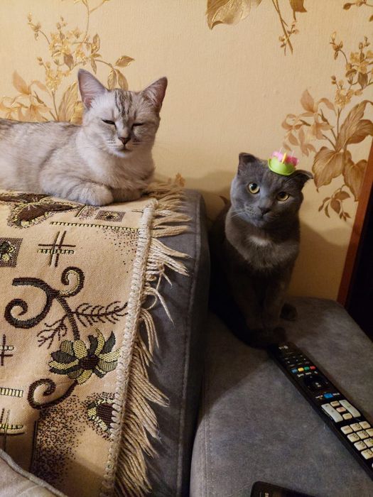 Продам котёнок вислоухий