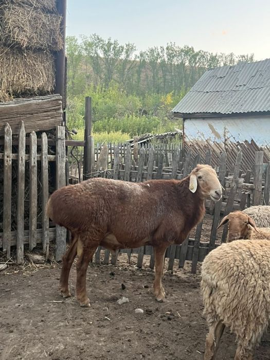 4 жасар қошқар кошкар