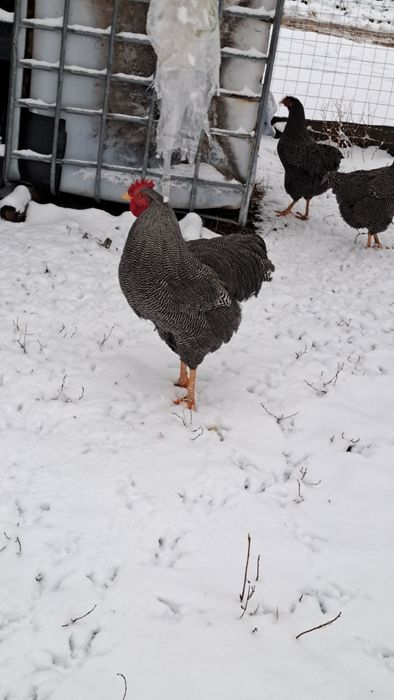 Oua pentru incubat Plymouth rock