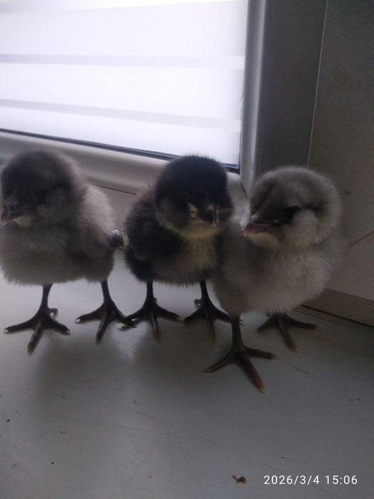 Цыплята породы америкуана