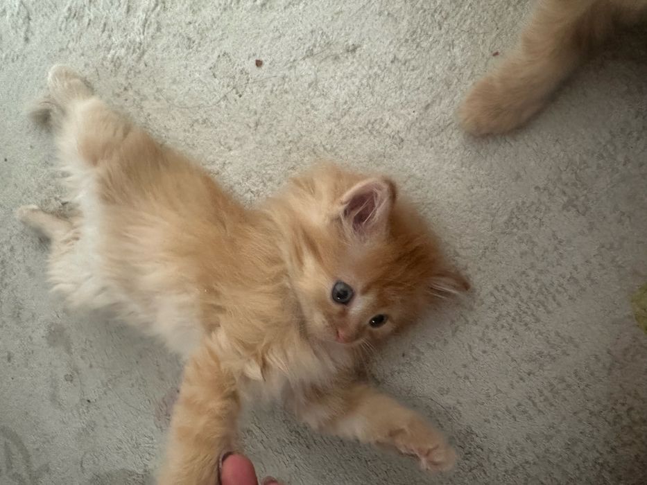 котенок 2 месяца