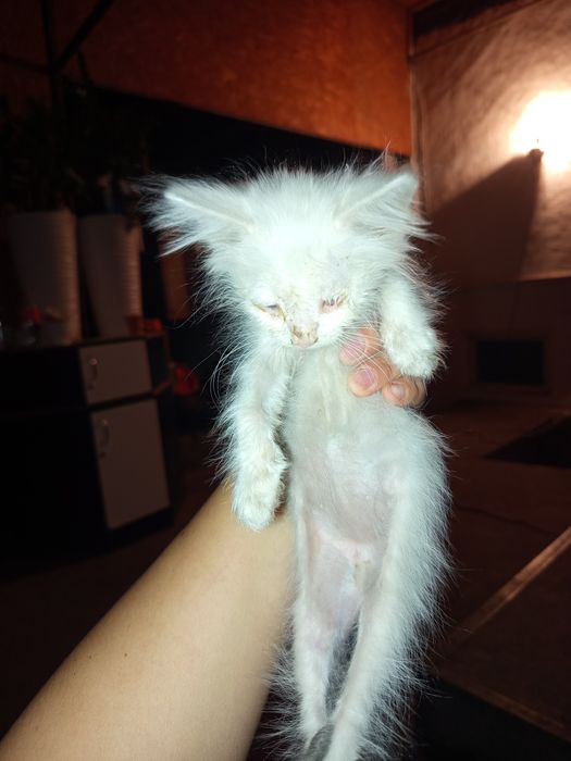 Котенок слепой заберите