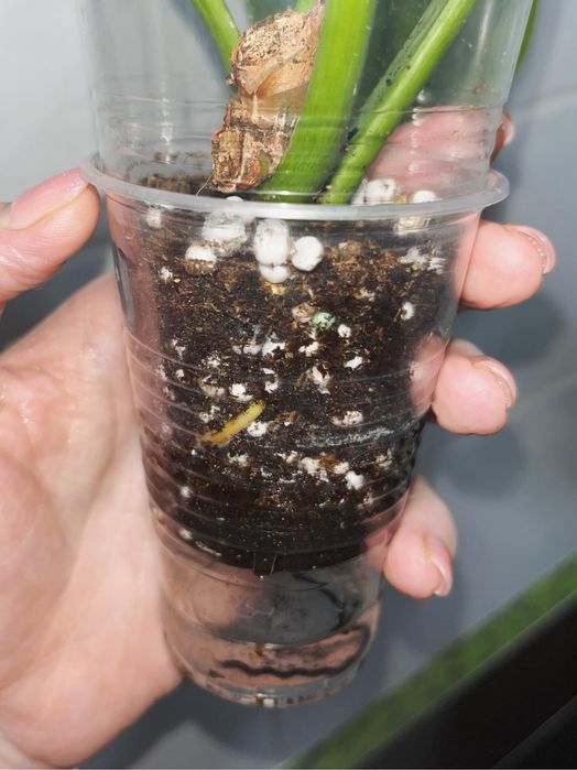 Филодендрон Биркин