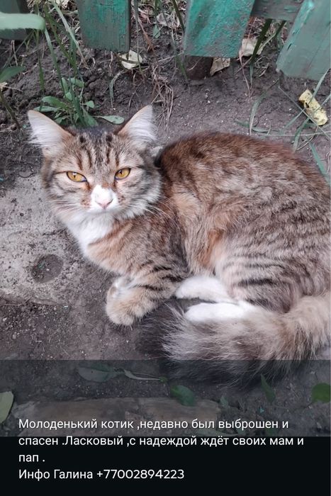 три кошечки и один кот