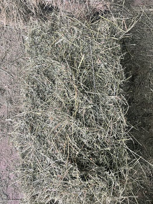 Жонышка сатылады (люцерна)