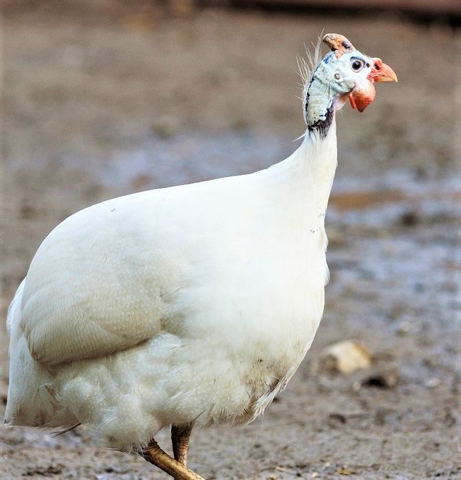 Цесарка тауык сатылады