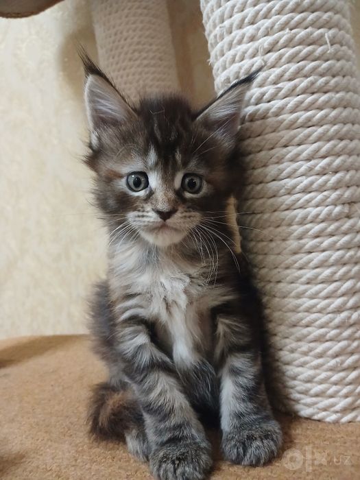 Котенок Мейнкун девочка