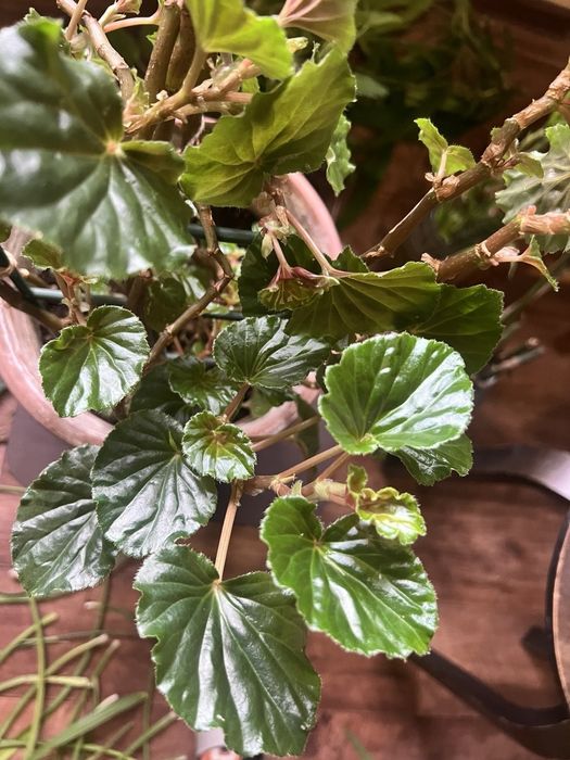 Бегония цветущая