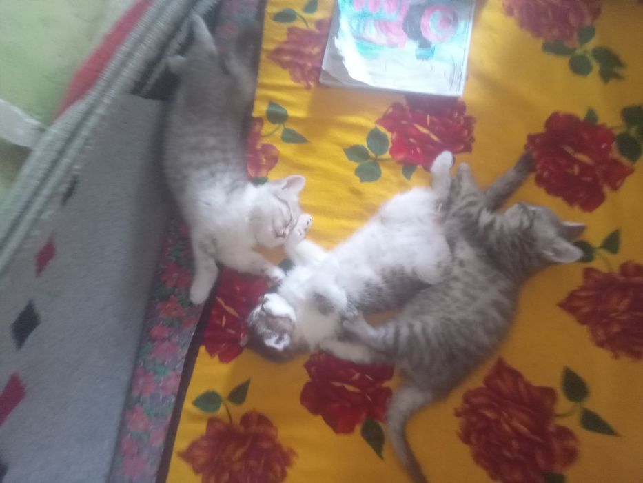 Отдадим в добрые руки