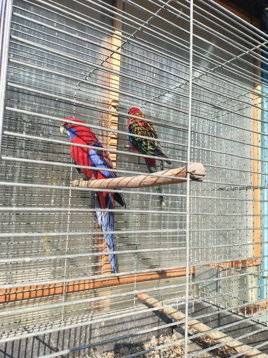 Papagali agapornis și peruși