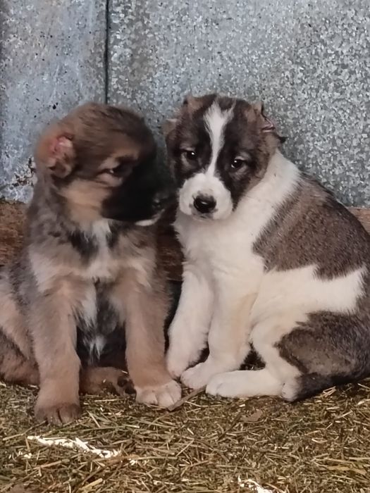 Алабай күшіктер 3-ұрғашы