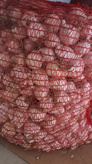 Usturoi românesc pentru semănat