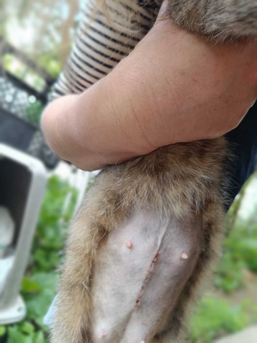 Singură sub mașini din ianuarie, caut o inimă care să nu mă alunge!