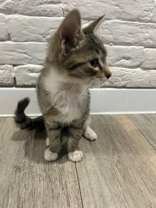 Отдам котенка в хорошие руки
