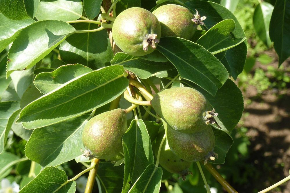 Продам дачу в садоводстве "Здоровье"