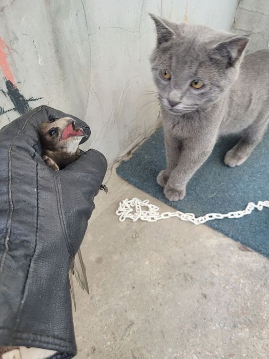 Отдам Породистого Котёнока Русский голубой, 2 месяца, Лоток знает,