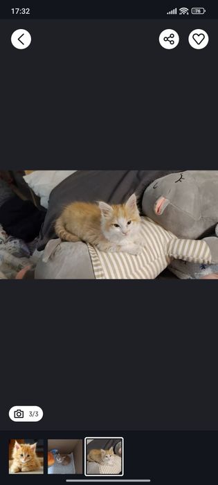 Котята рыжие 2 и 3 месяца