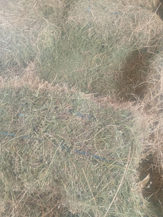 Baloți lucerna prima coasă