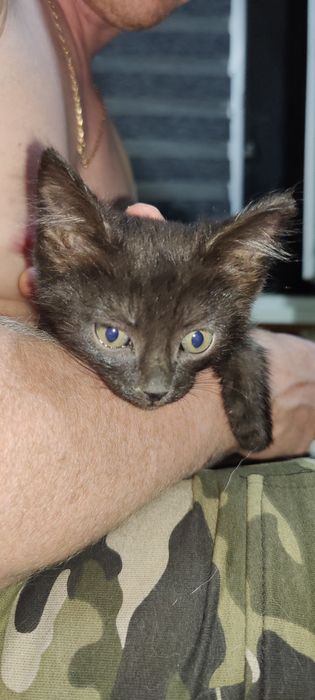 Котёнок ищет любящую семью